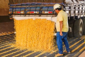 12º levantamento da safra de grãos da Conab aponta recorde histórico