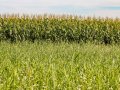 Trincheira do Giro do Milho 2023 na Fazenda São Francisco, do Grupo Antonini, será escavada entre talhões de plantas de cobertura e milho / Divulgação